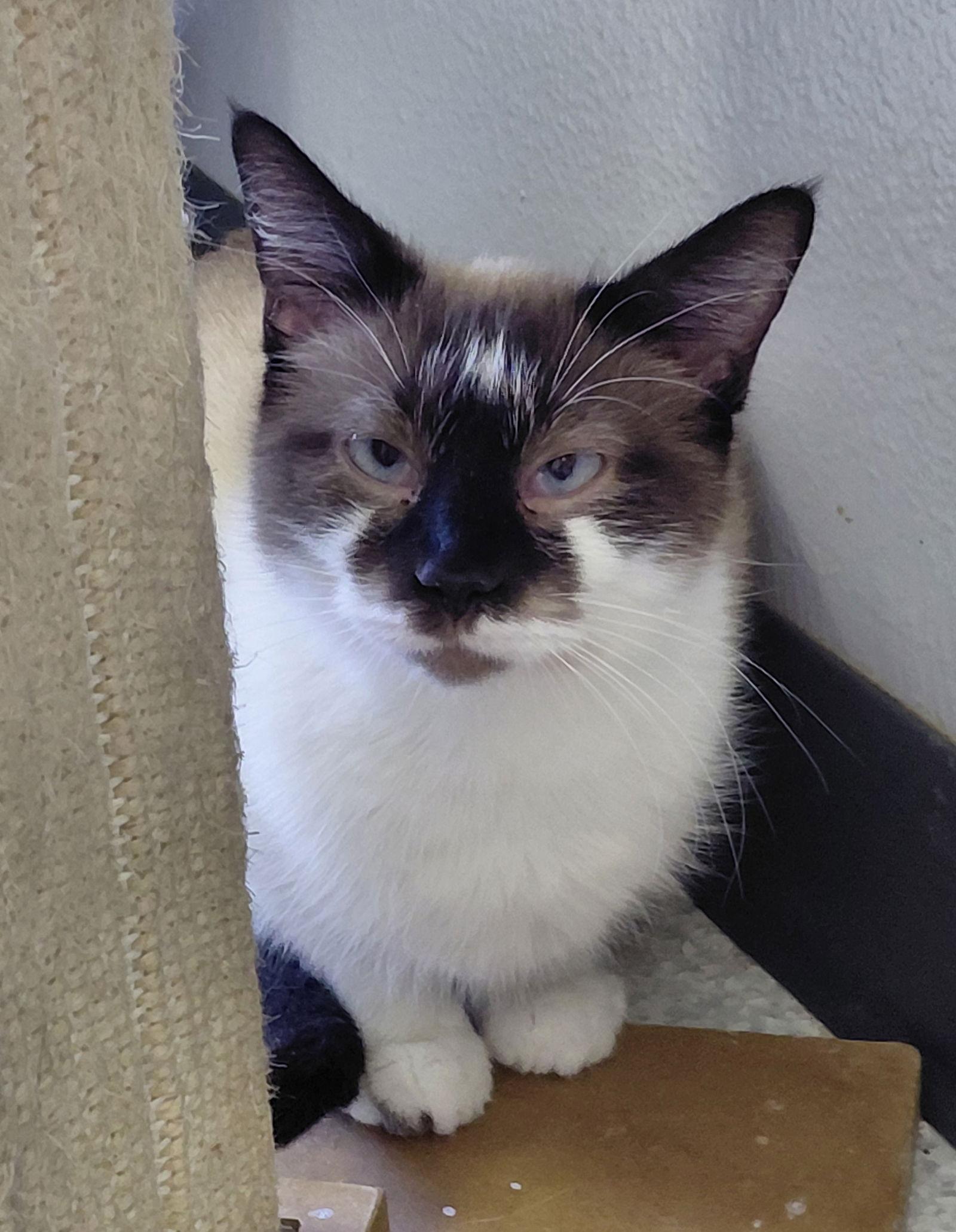 Dove, Adoptable, Adult Female Domestic Short Hair & Domestic Short Hair.