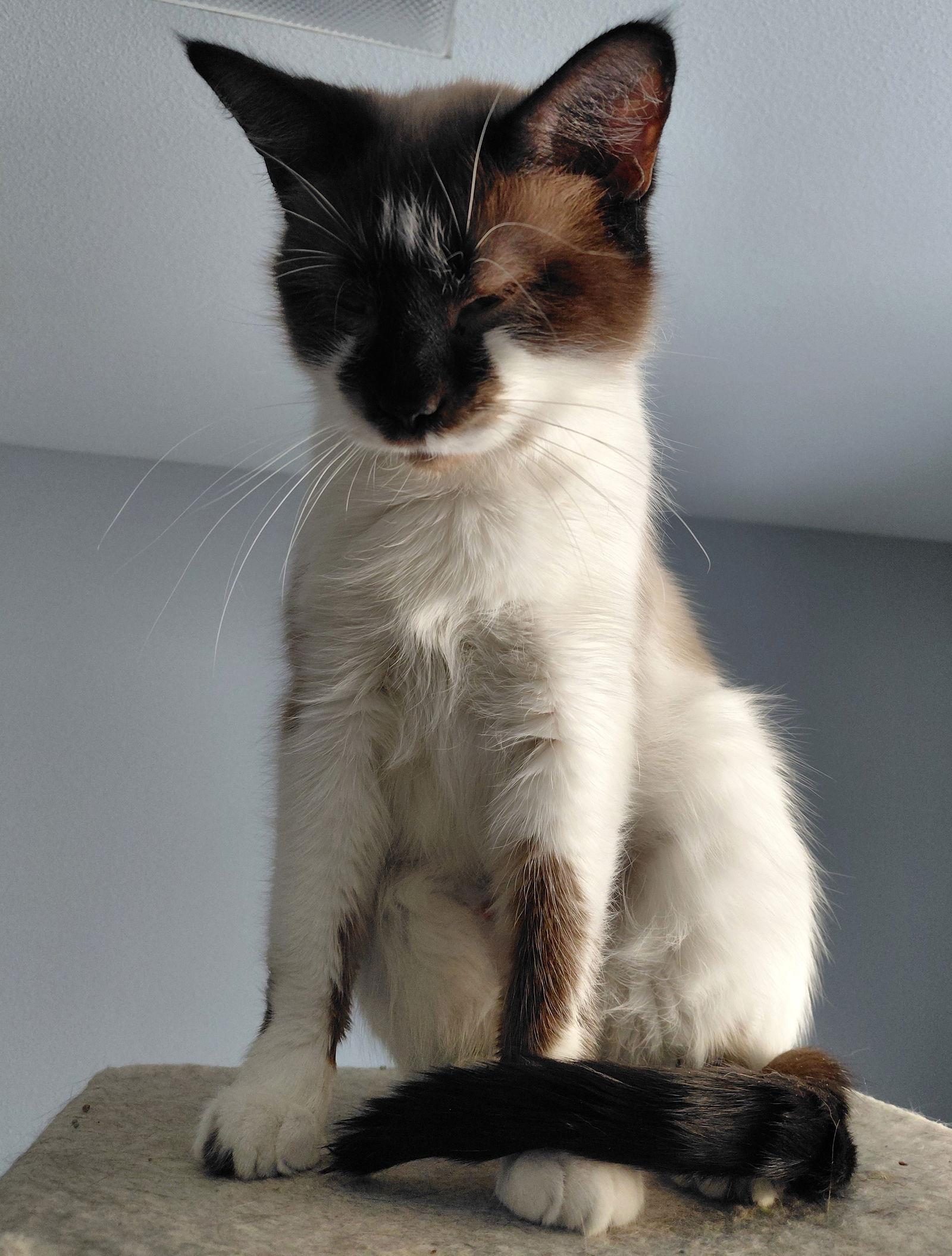 Enlarge Dove @ The Cat's Brew, a Adoptable mixed breed in Montello, WI image 2/3