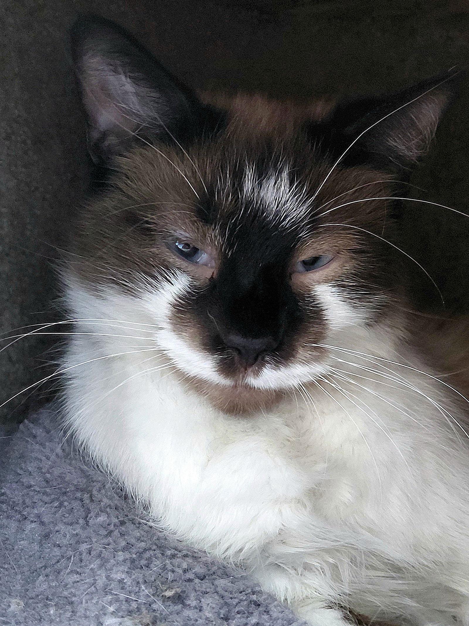 Enlarge Dove @ The Cat's Brew, a Adoptable mixed breed in Montello, WI image 3/3