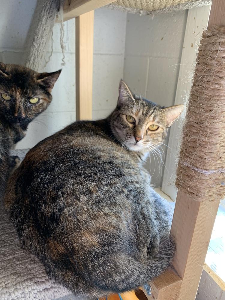 Enlarge Molly, a Adoptable Domestic Short Hair in Ontario, CA image 1/1