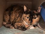 Enlarge Penelope, a Adoptable Domestic Short Hair in Powell, OH image 1/1