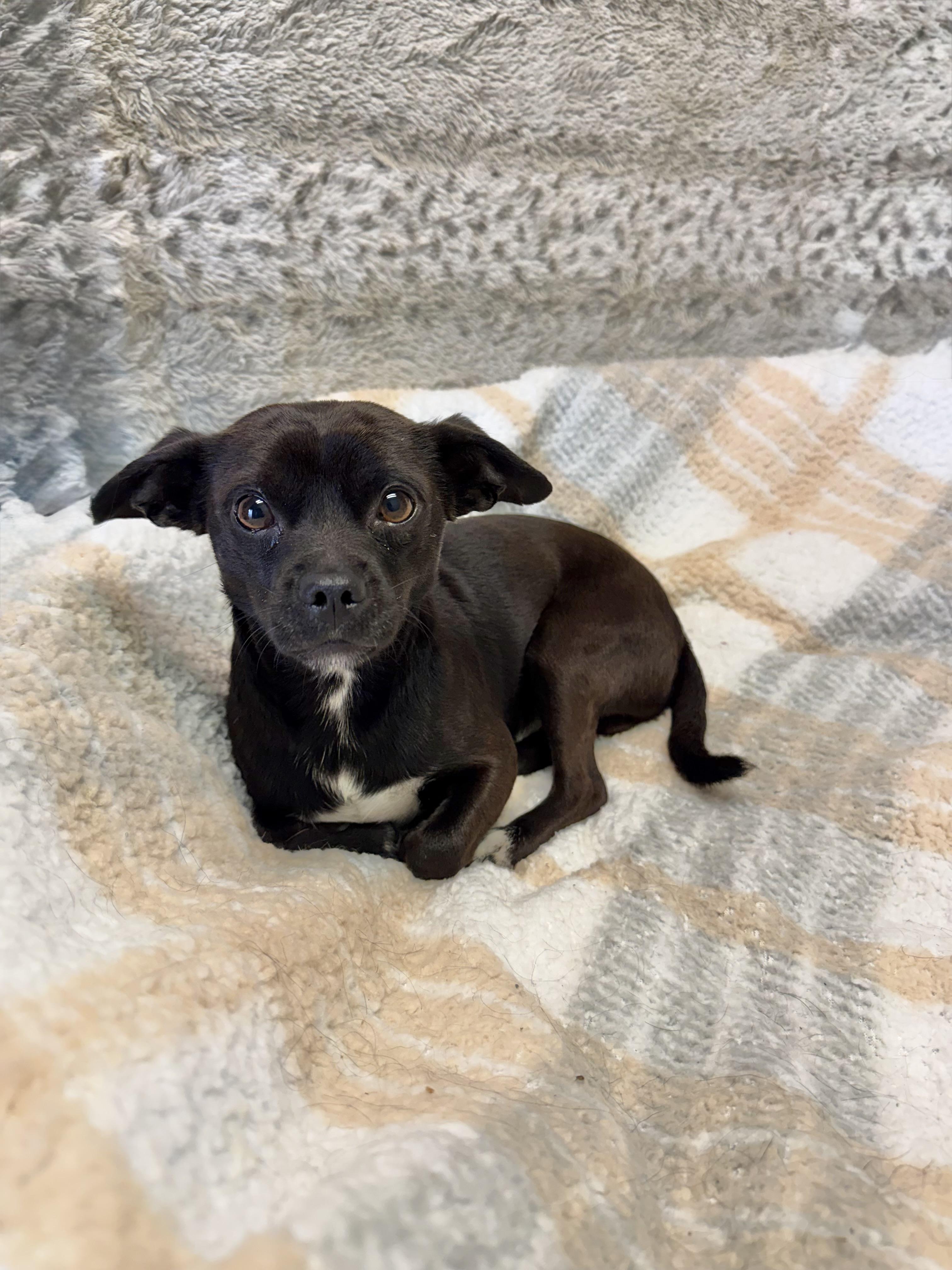 Cole, an adopted Chihuahua in Baton Rouge, LA image 5/5