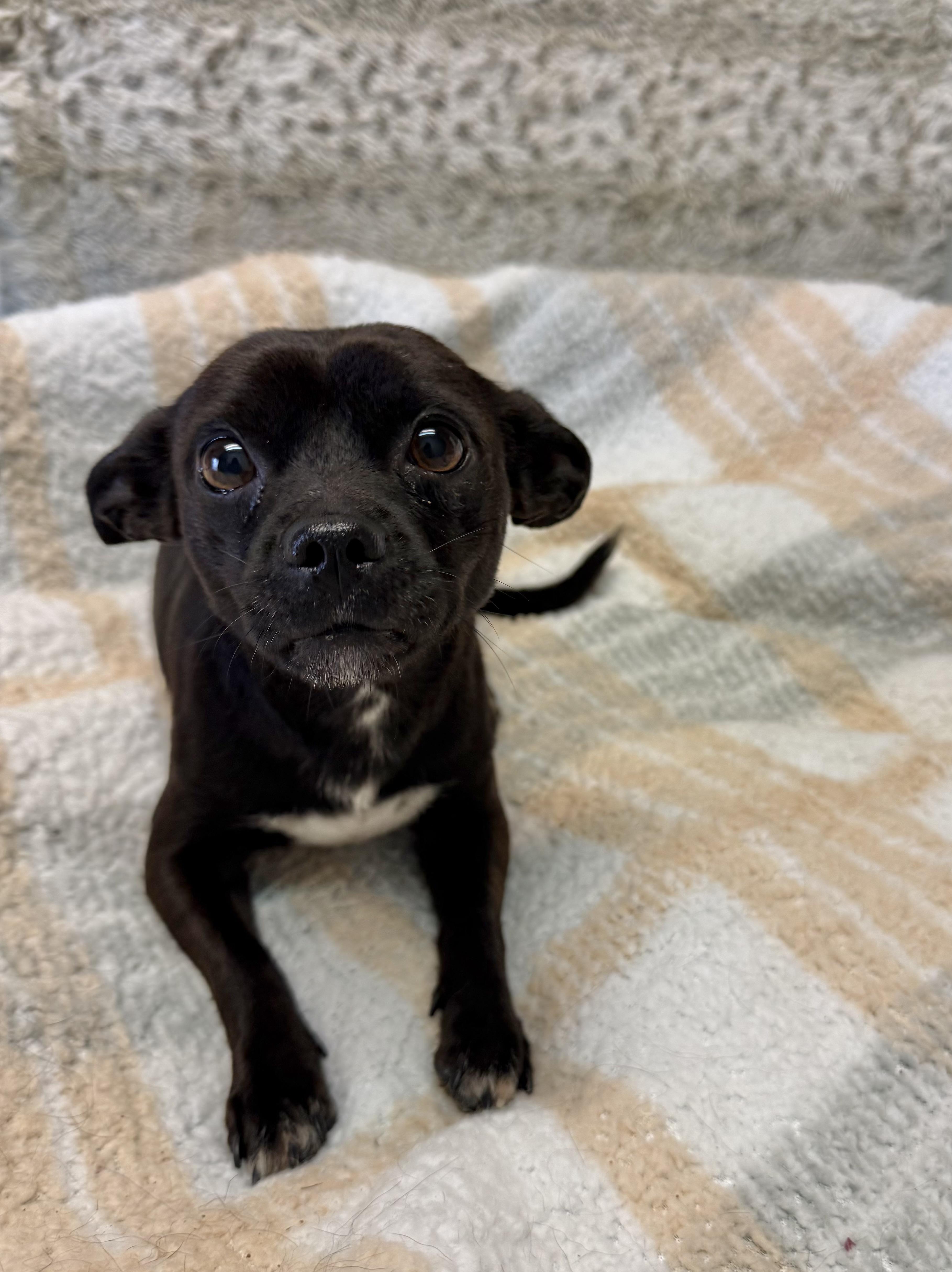 Cole, an adopted Chihuahua in Baton Rouge, LA image 3/5