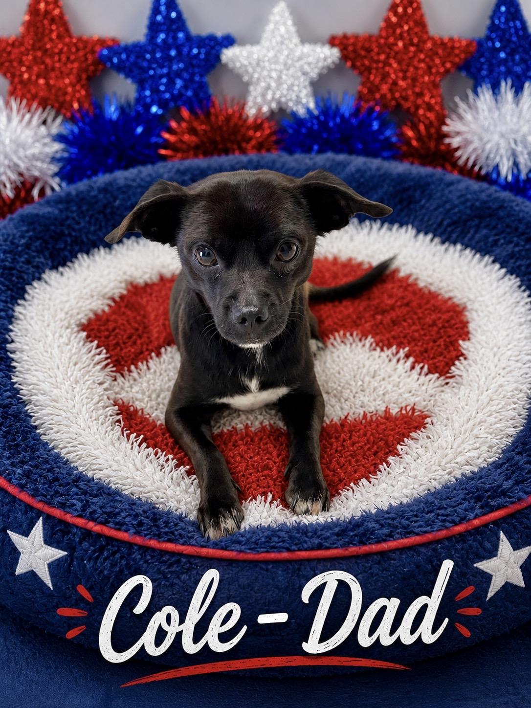 Cole, an adopted Chihuahua in Baton Rouge, LA image 1/5