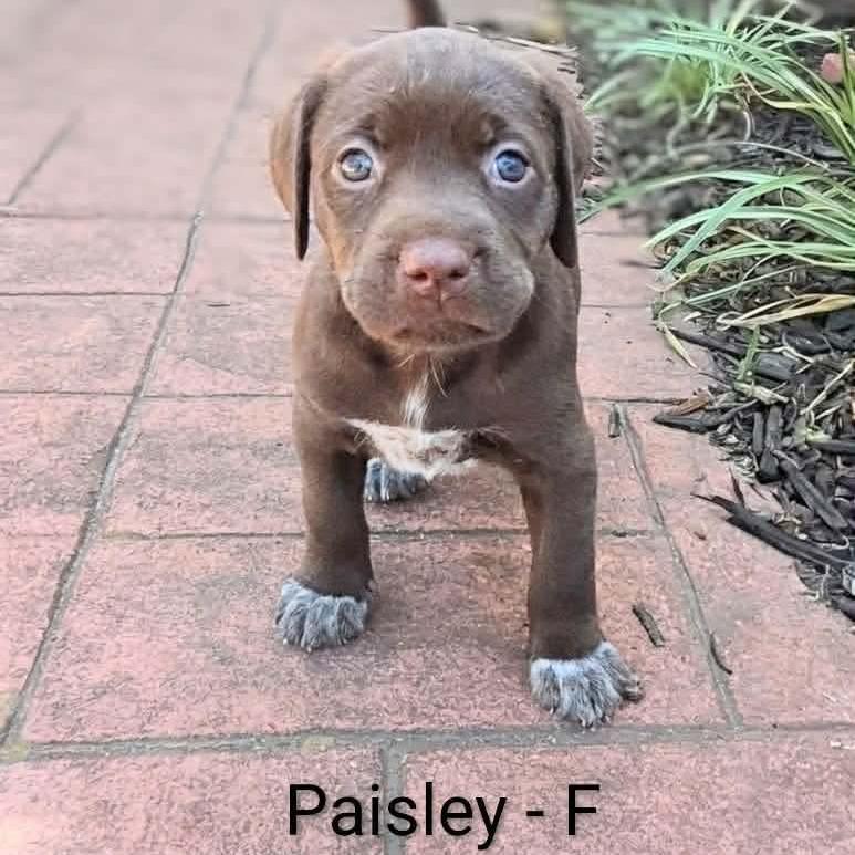 Enlarge Paisley, a Adoptable mixed breed in Griswold, CT image 1/2