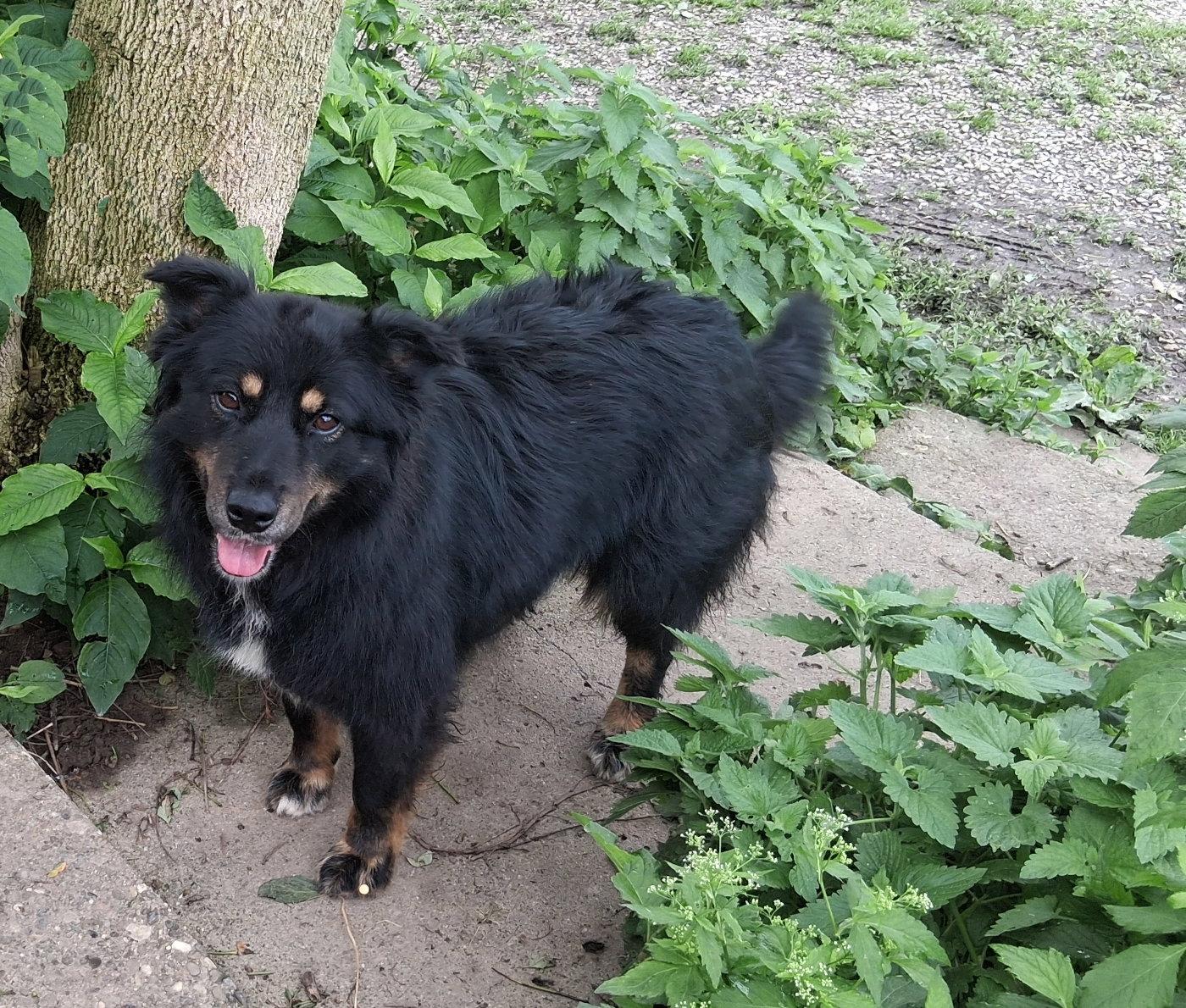 Rita, Adoptable, Young Female Border Collie.