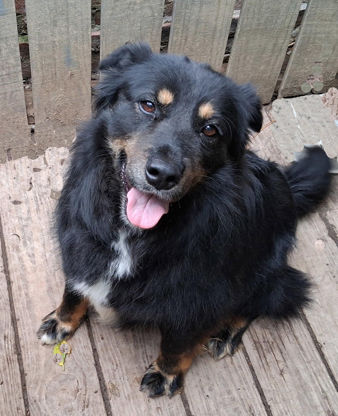 Enlarge Rita, a Adoptable English Shepherd in Mcconnelsville, OH image 1/3