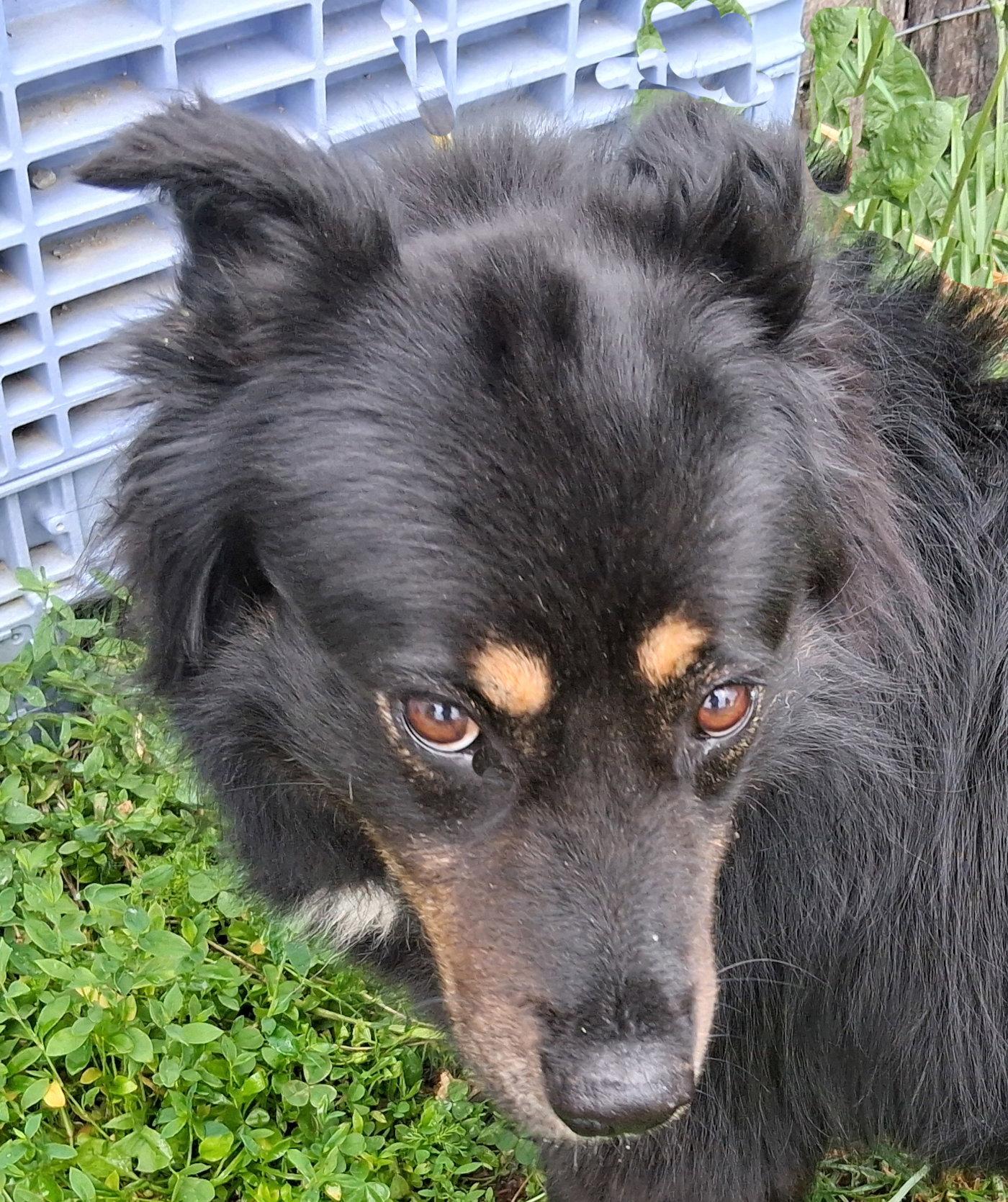 Enlarge Rita, a Adoptable English Shepherd in Mcconnelsville, OH image 3/3
