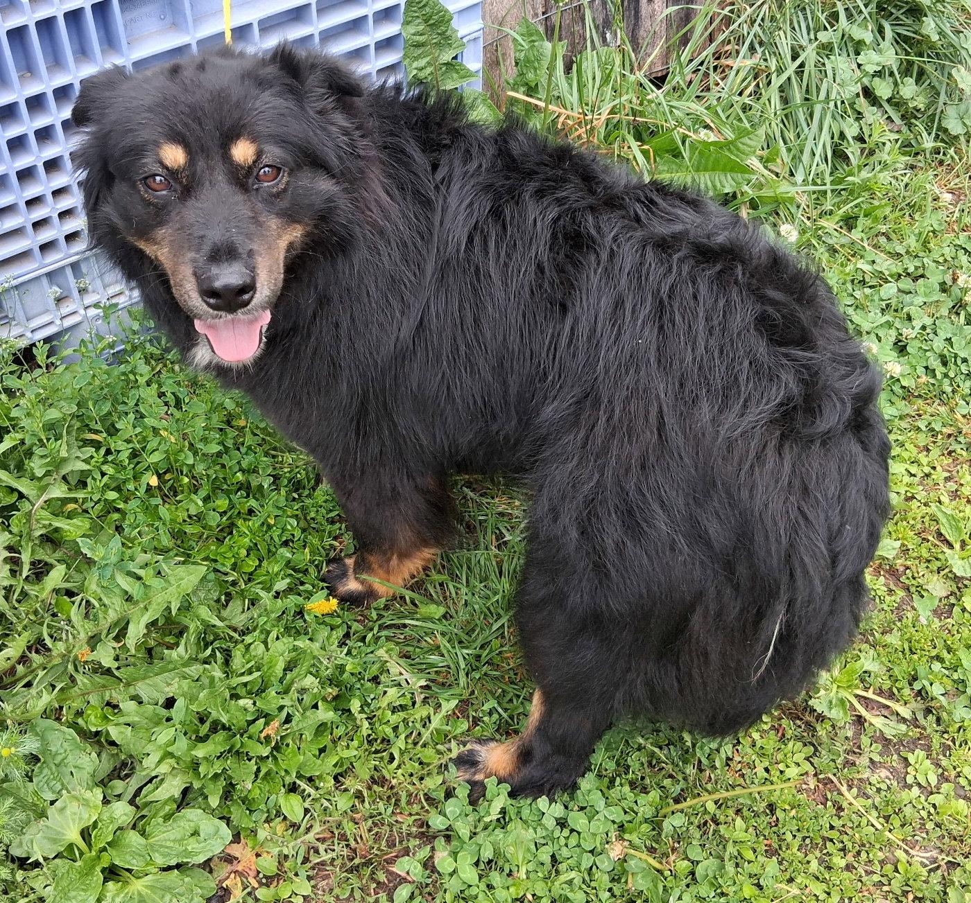 Rita, Adoptable, Young Female English Shepherd.