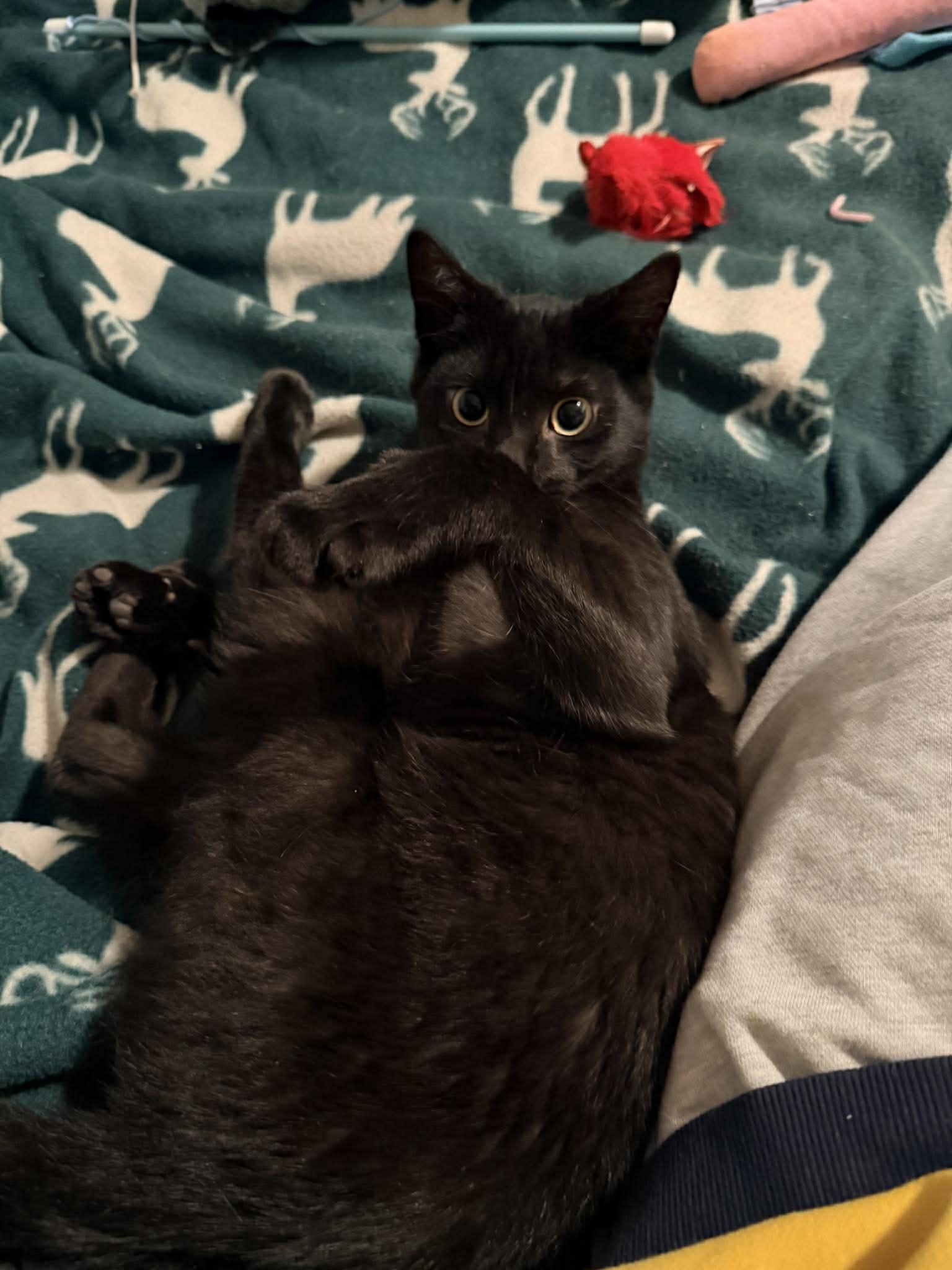 Enlarge Sid, an adopted Domestic Short Hair in Davison, MI image 4/4