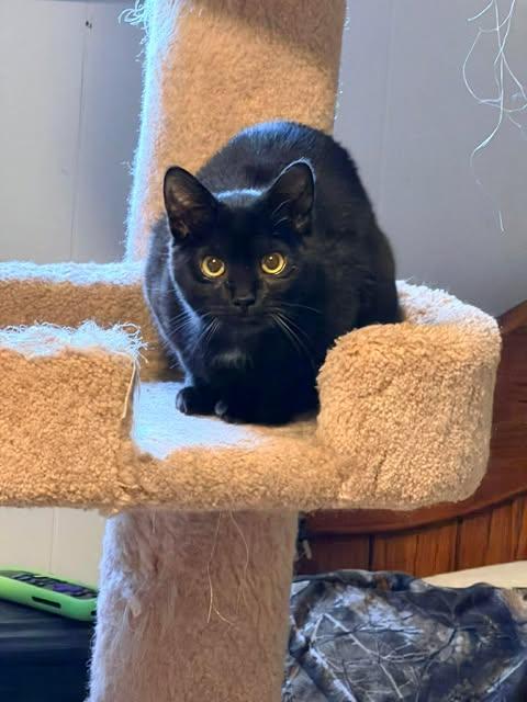 Enlarge Sid, an adopted Domestic Short Hair in Davison, MI image 2/4