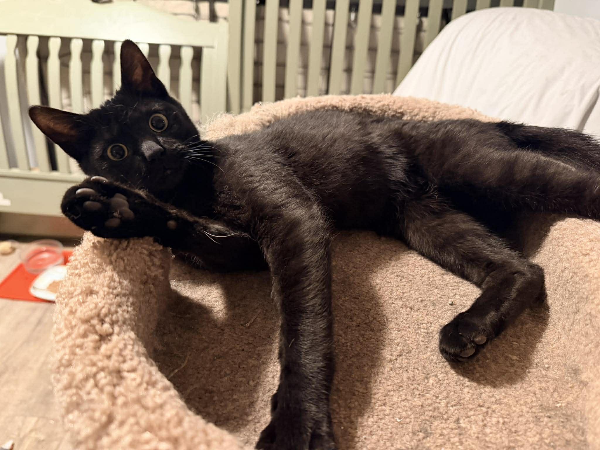 Enlarge Sid, an adopted Domestic Short Hair in Davison, MI image 3/4