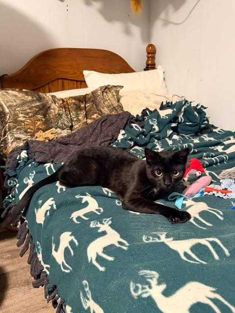 Sid, adopted, Young Male Domestic Short Hair.