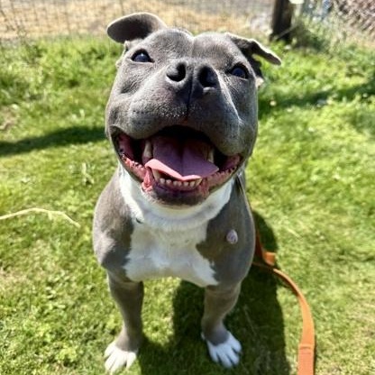 Mentos, an adoptable Mixed Breed in Roseburg, OR, 97471 | Photo Image 1