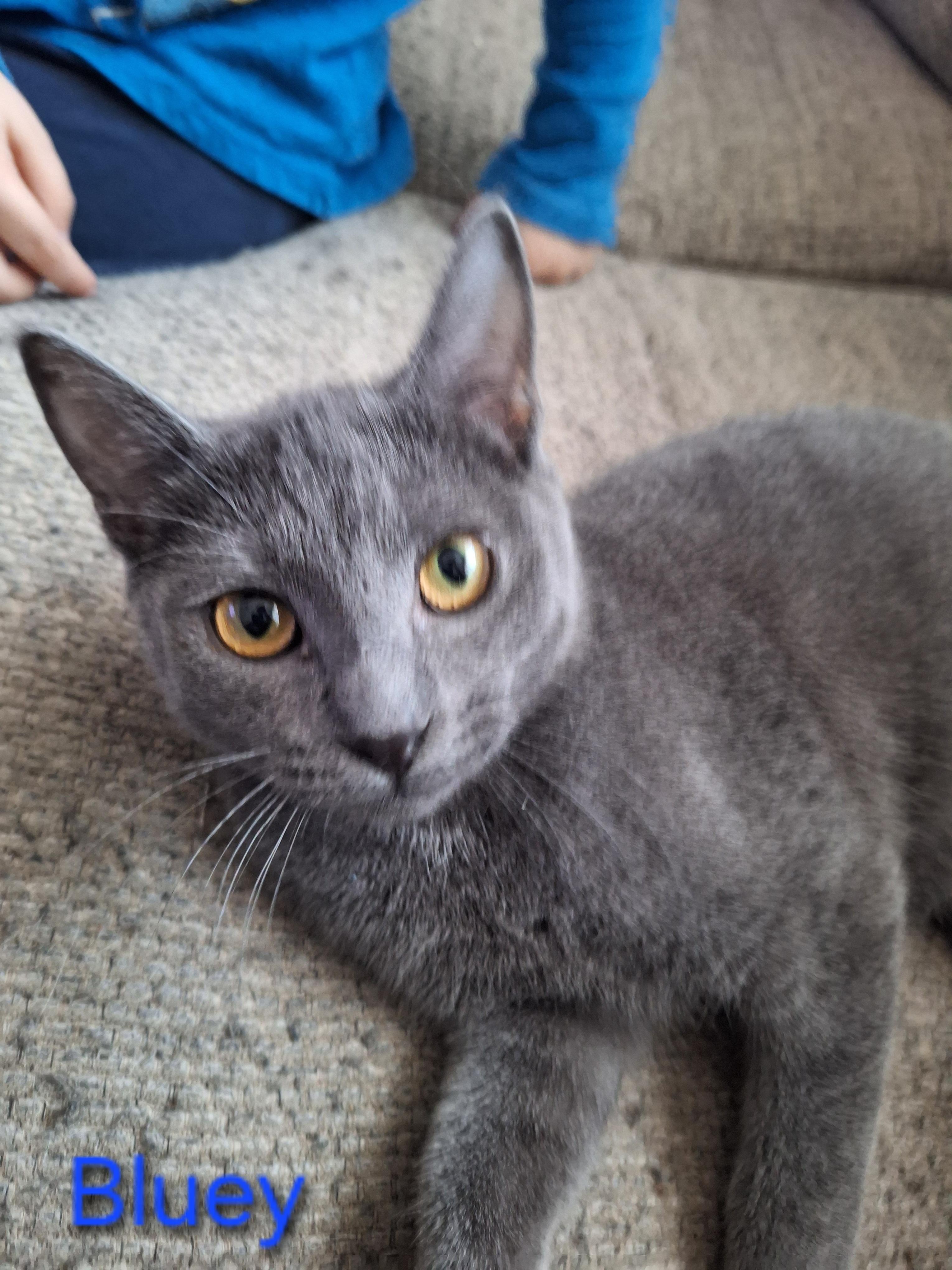 Enlarge Bluey, an adopted Domestic Short Hair in Kearney, NE image 2/2