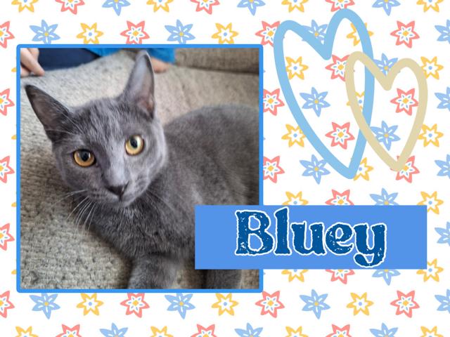 Enlarge Bluey, an adopted Domestic Short Hair in Kearney, NE image 1/2
