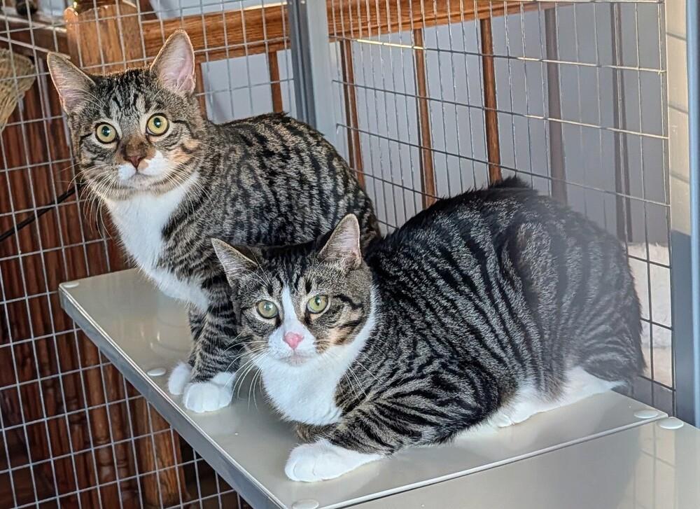 Bert, Adoptable, Kitten Male Domestic Short Hair.