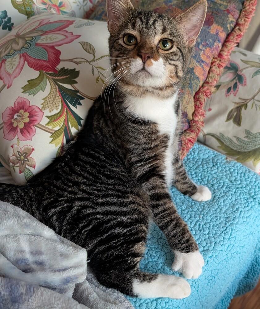 Enlarge Bert, a Adoptable Domestic Short Hair in Louisa, VA image 4/6