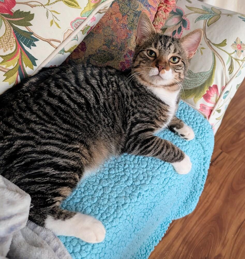 Enlarge Bert, a Adoptable Domestic Short Hair in Louisa, VA image 5/6