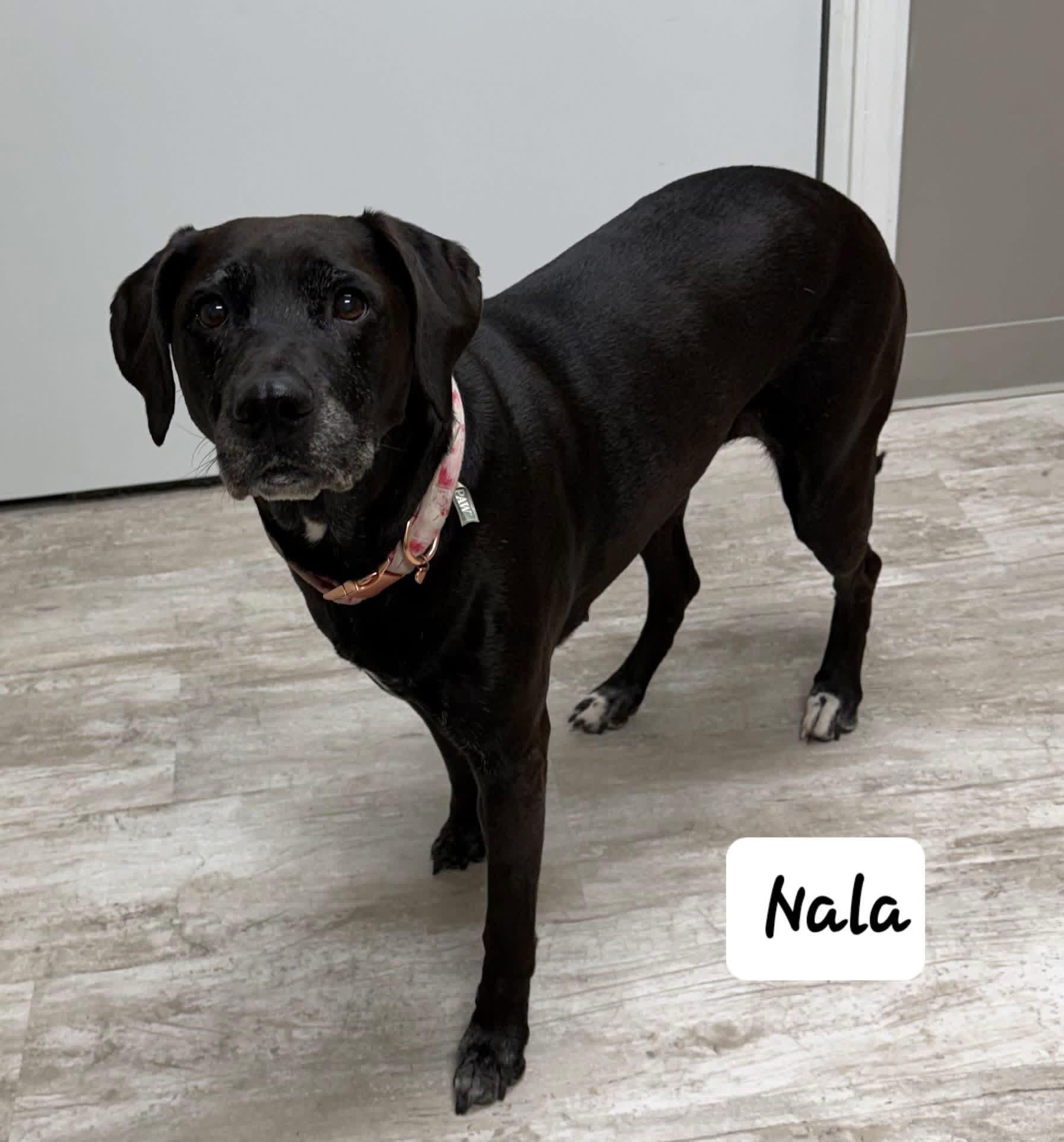 Enlarge Nala, a ADOPTABLE mixed breed in Urbana, OH image 1/1