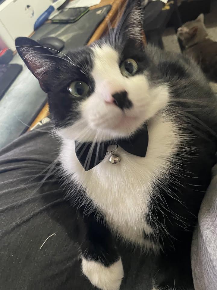 Domino
