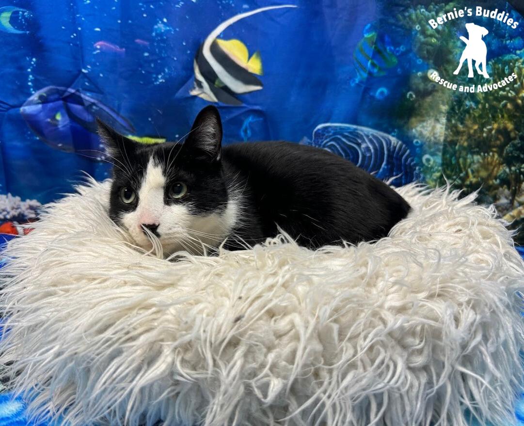 Domino, Adult Male unknown