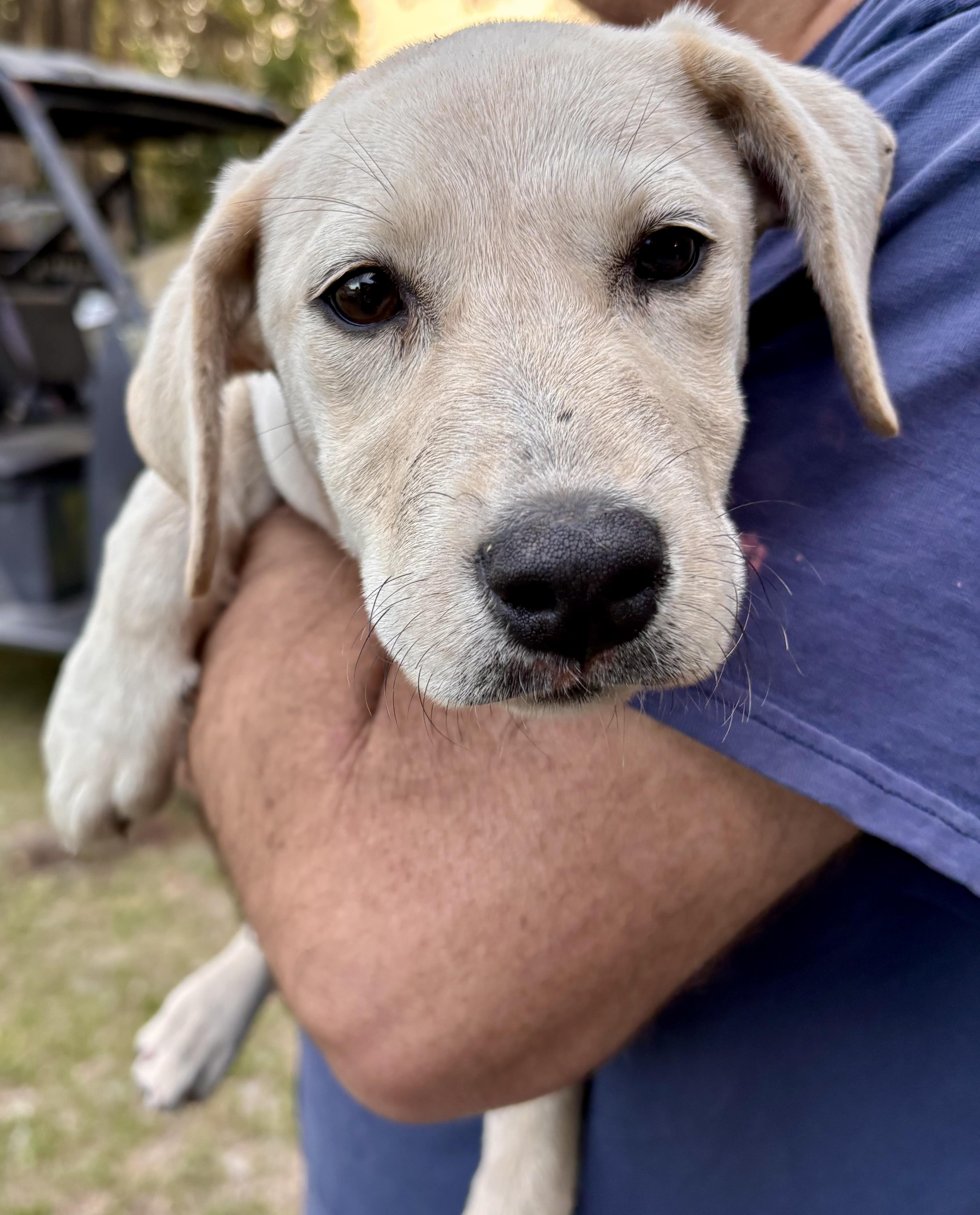 Enlarge Tawny, an adopted mixed breed in Jacksonville, FL image 2/2