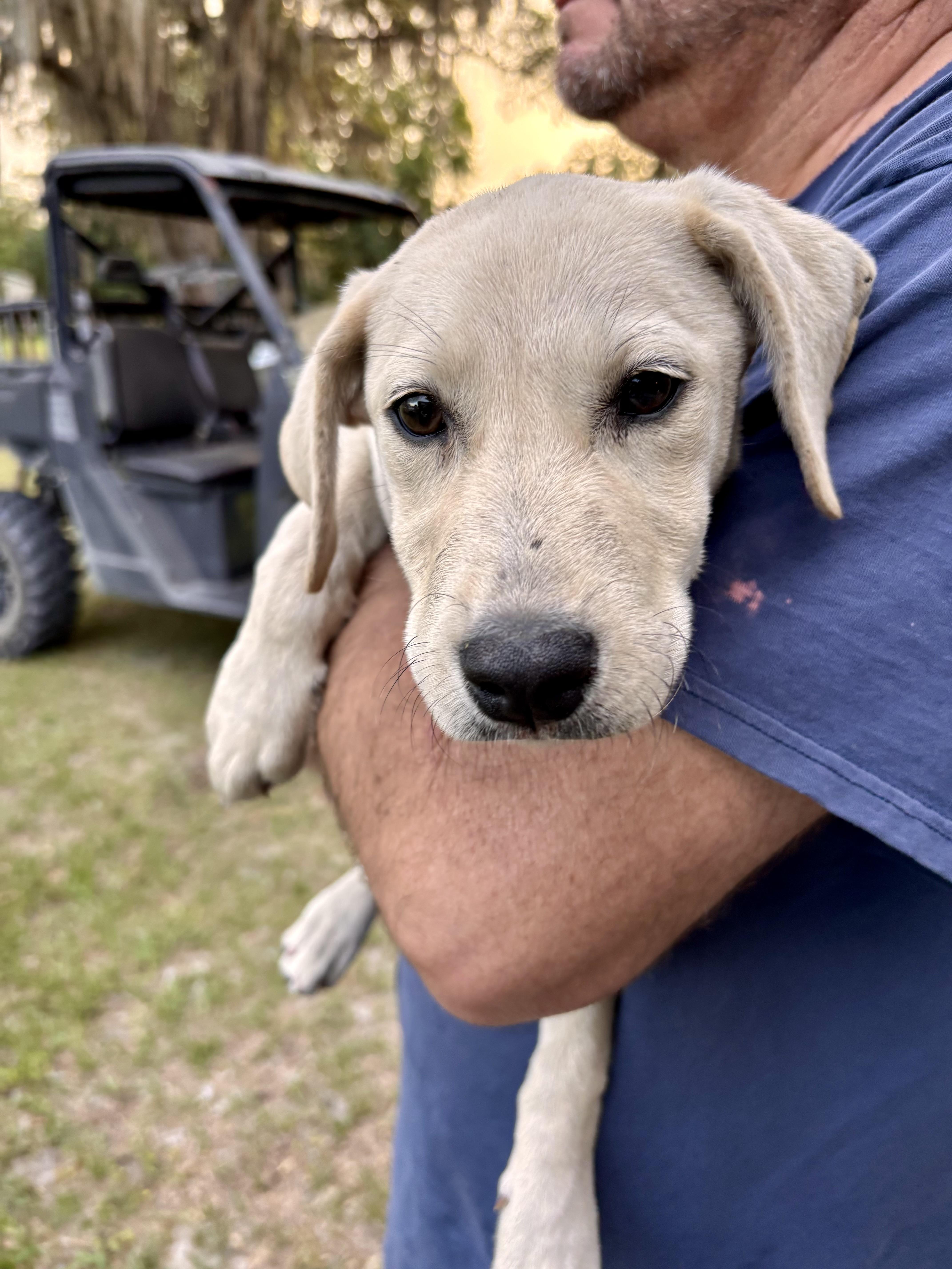 Tawny, adopted, Puppy Female Yellow Labrador Retriever.