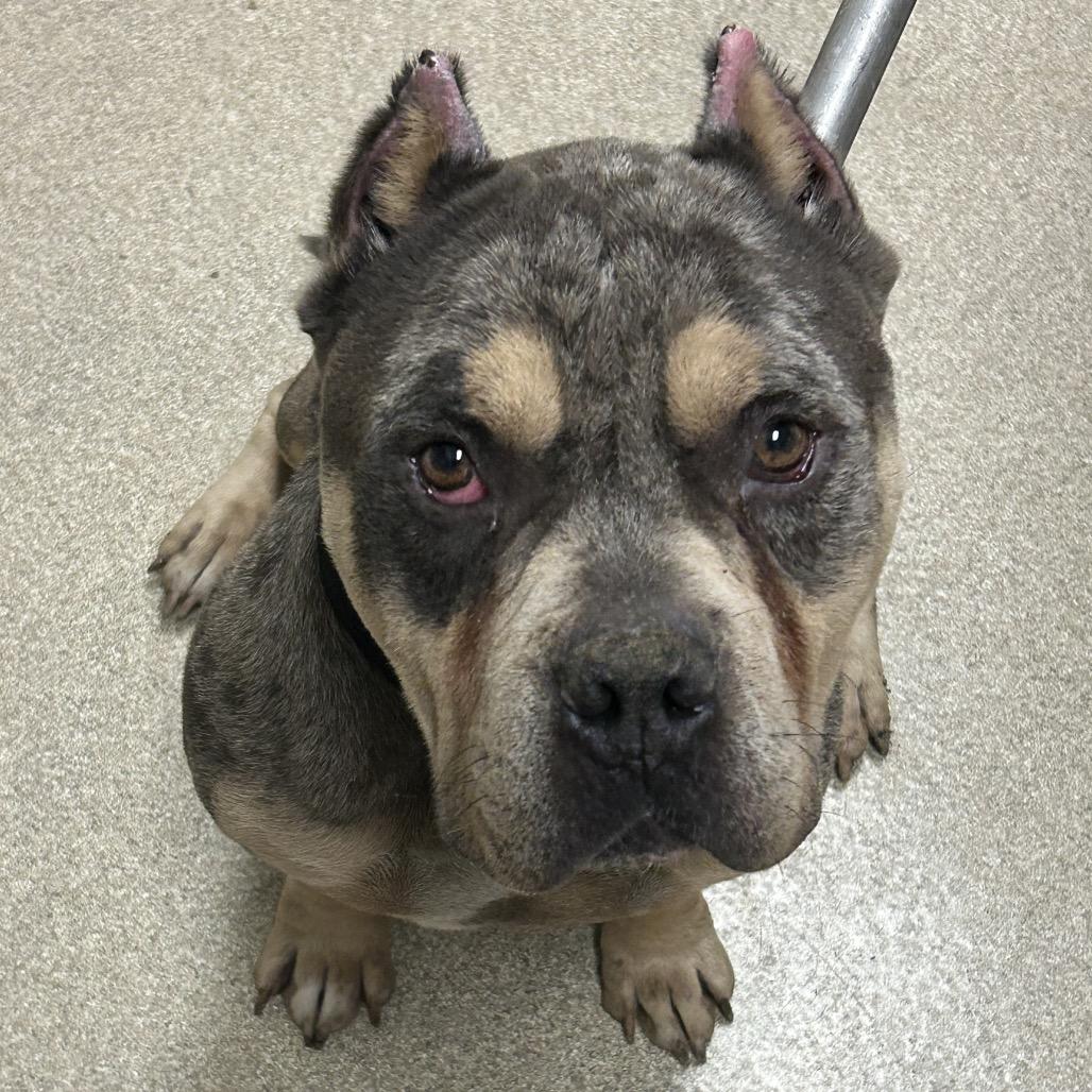 Enlarge Titus, a Adoptable mixed breed in Bristol, IN image 1/3