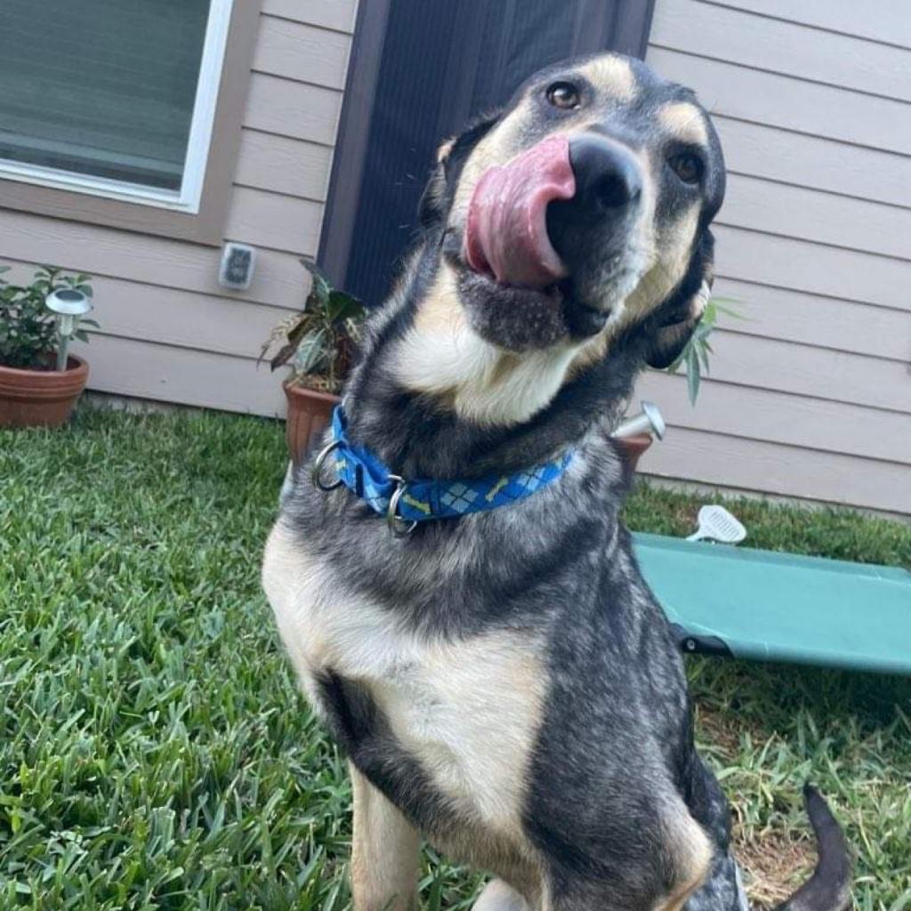 N/A, a Adoptable mixed breed in Conroe, TX image 5/6