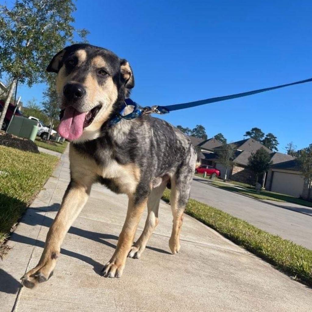 N/A, a Adoptable mixed breed in Conroe, TX image 6/6