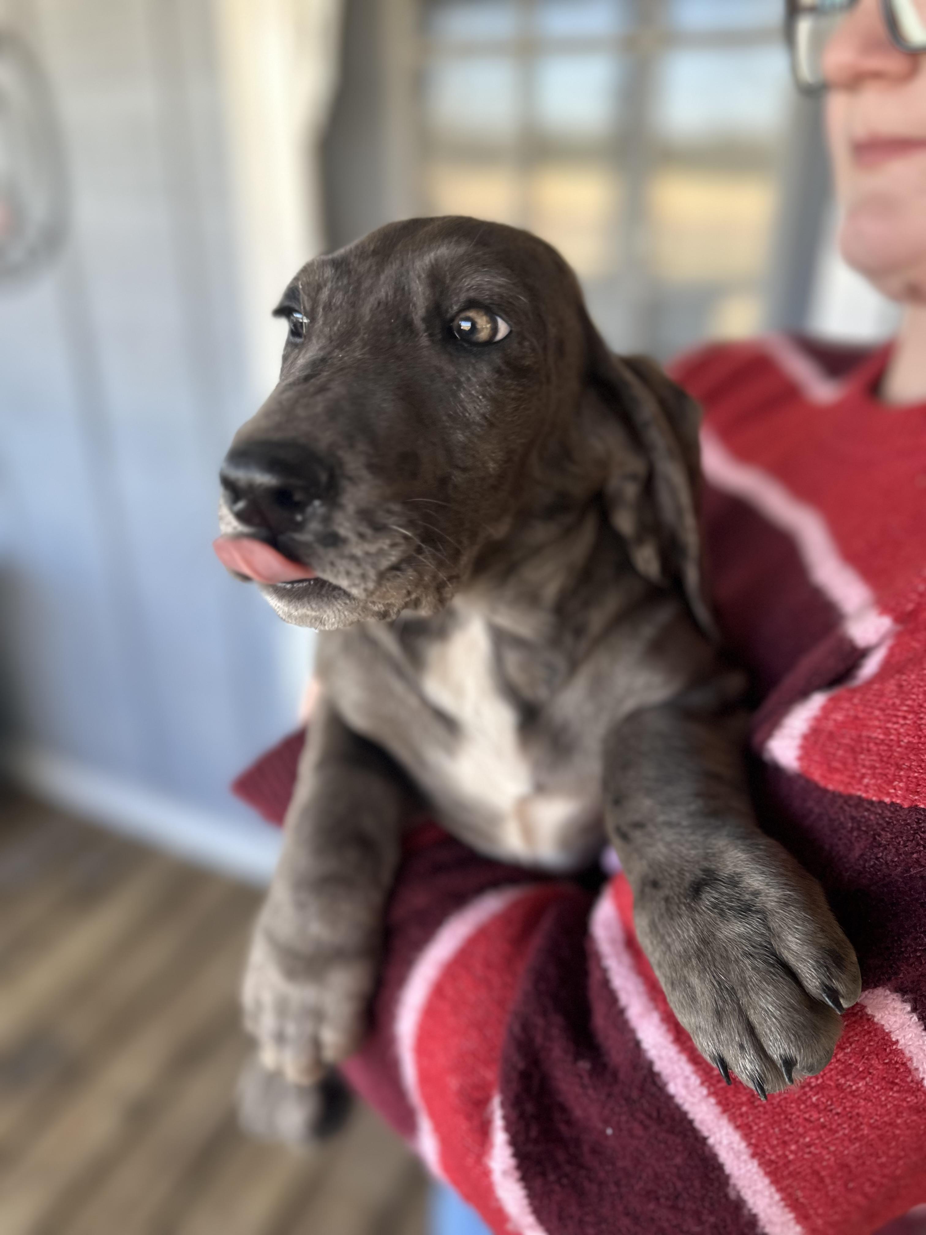 Sapphire, ADOPTABLE, Young Female Basset Hound & Great Dane.