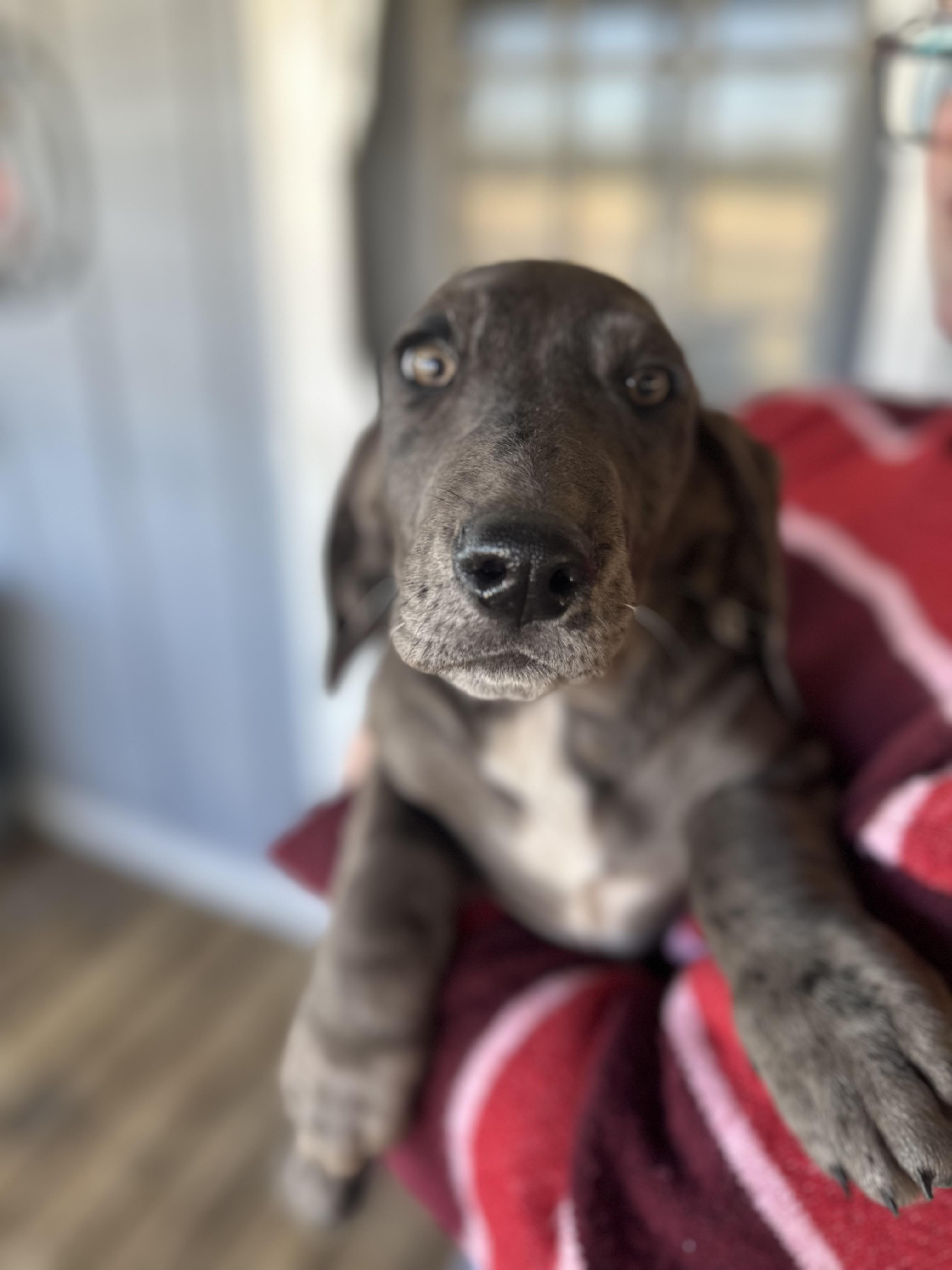 Sapphire, a ADOPTABLE mixed breed in Foxworth, MS image 4/4