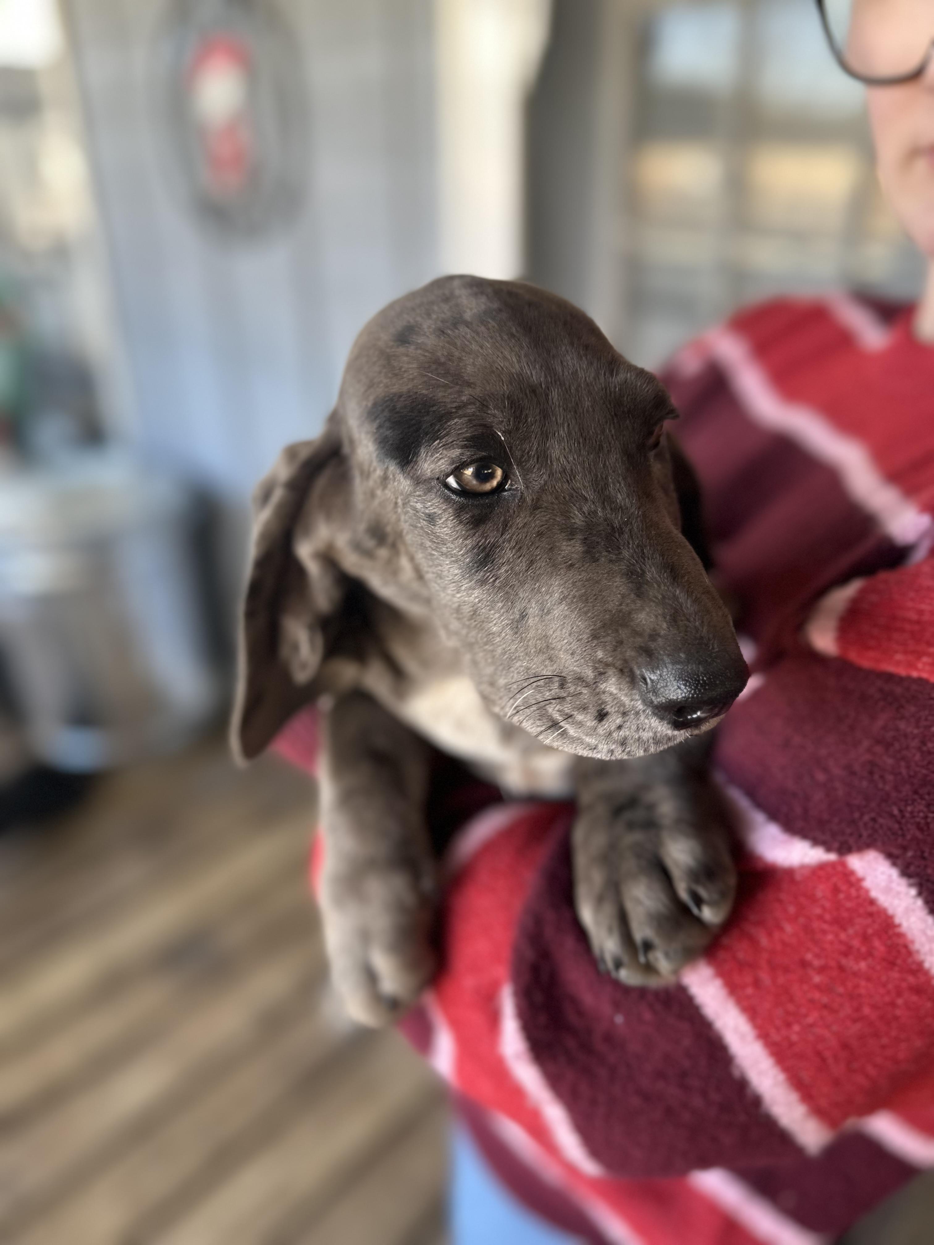 Sapphire, a ADOPTABLE mixed breed in Foxworth, MS image 3/4