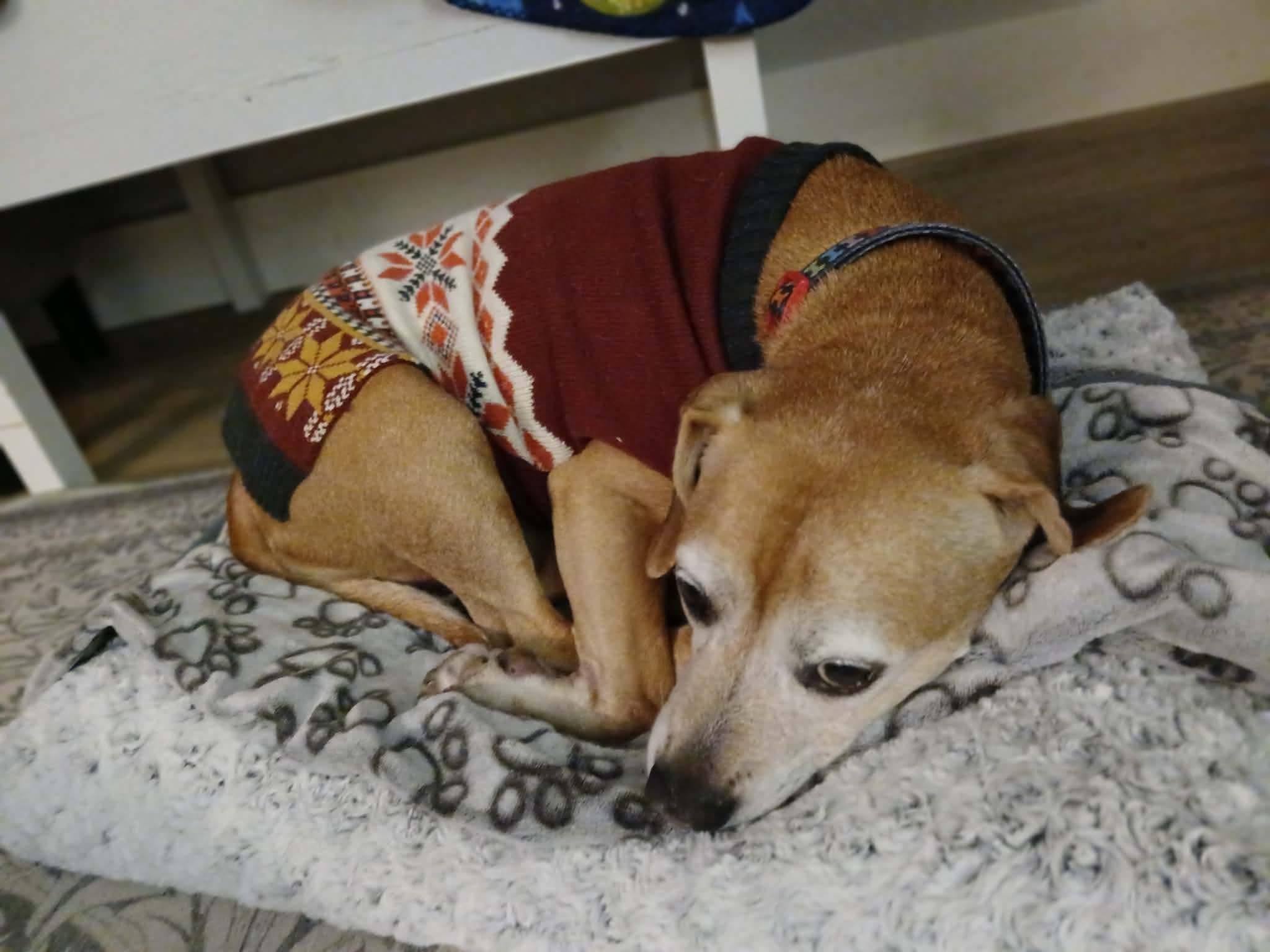 Millie, an adopted mixed breed in Whitewater, WI image 5/6