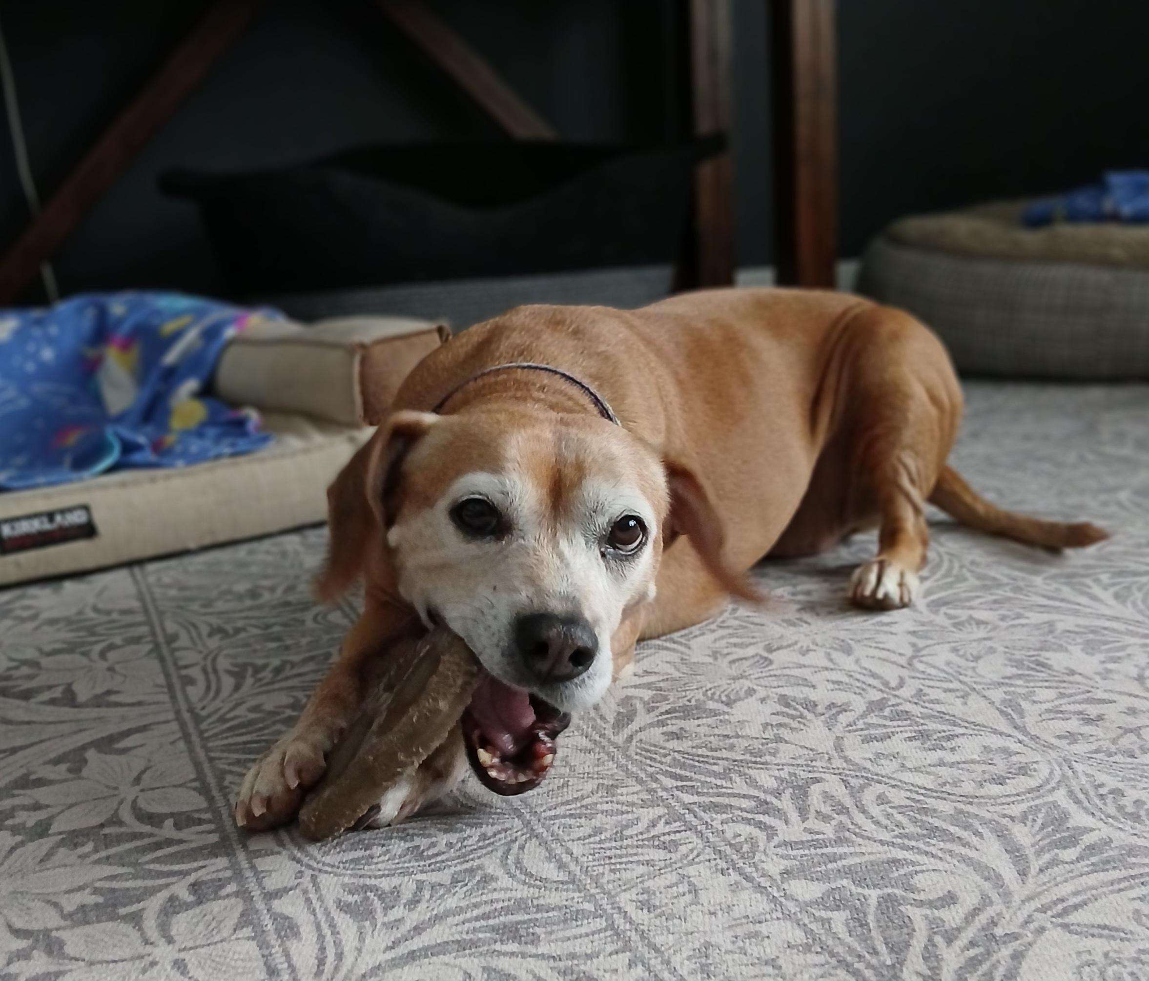 Millie, an adopted mixed breed in Whitewater, WI image 3/6