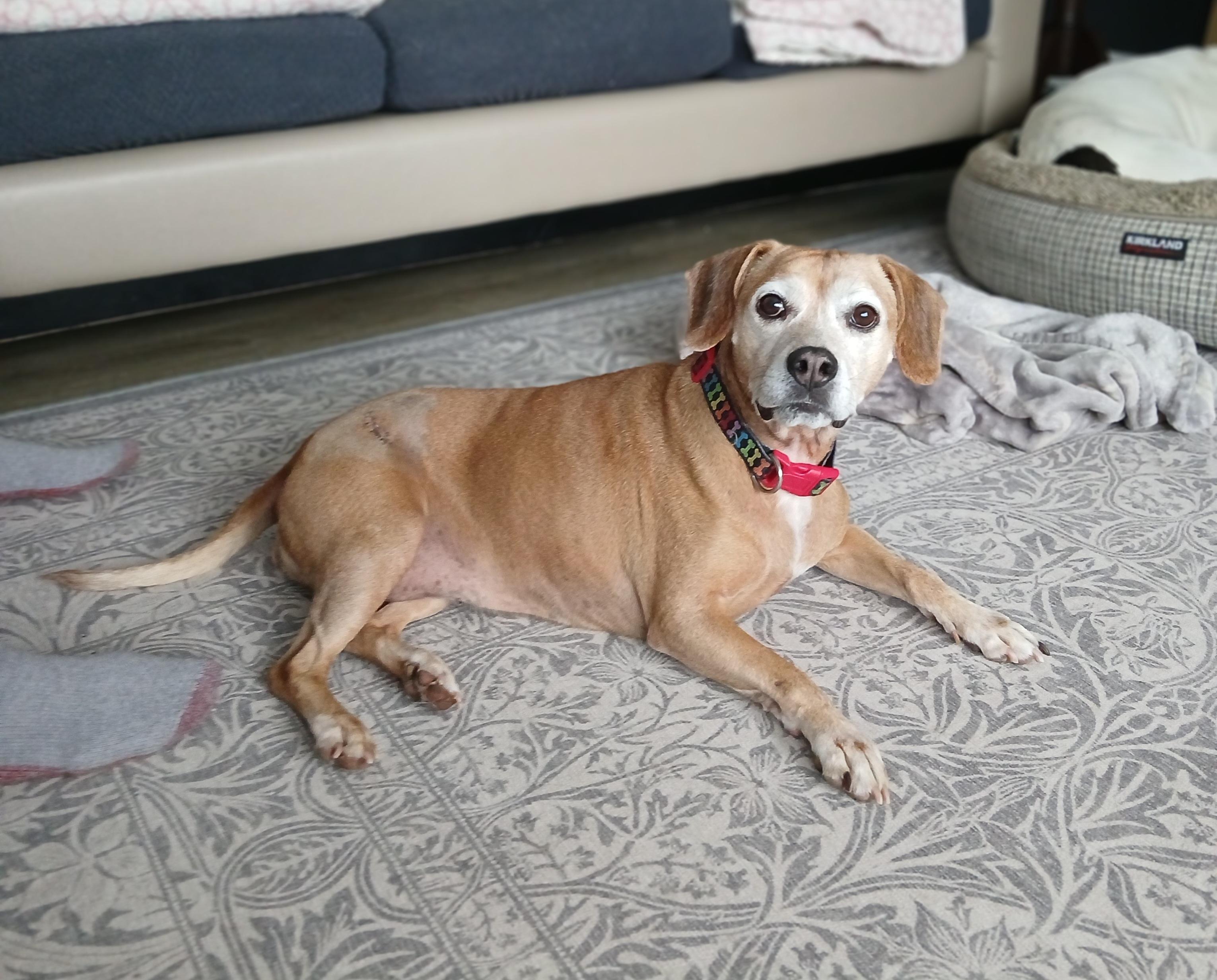 Millie, an adopted mixed breed in Whitewater, WI image 2/6