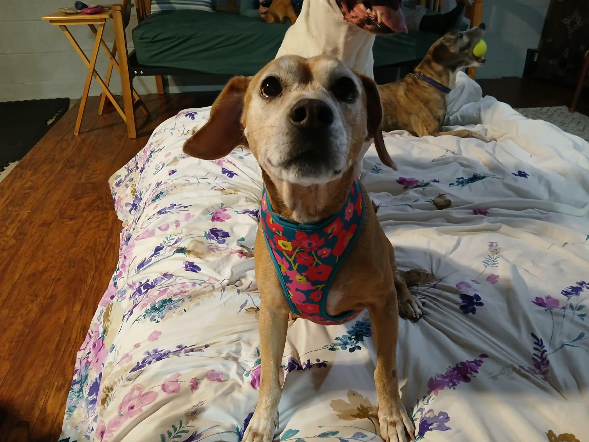 Millie, an adopted mixed breed in Whitewater, WI image 1/6