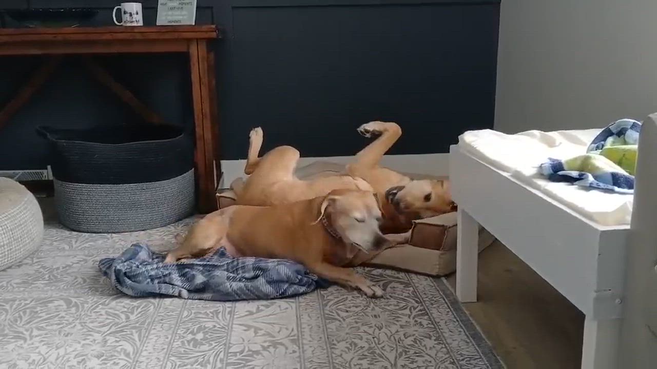 Enlarge Millie, an adopted mixed breed in Whitewater, WI video 6/6