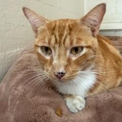 Shy Shy, ADOPTABLE, Adult Male Domestic Short Hair.