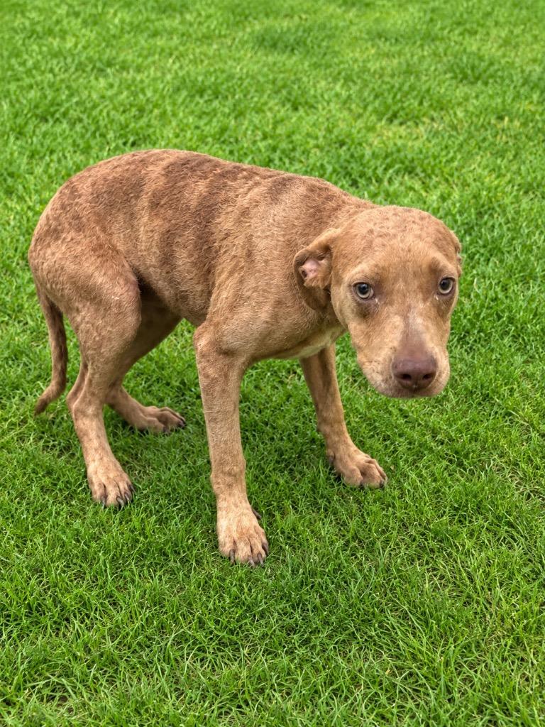 Enlarge Bailey, a Adoptable mixed breed in Wauchula, FL image 1/1