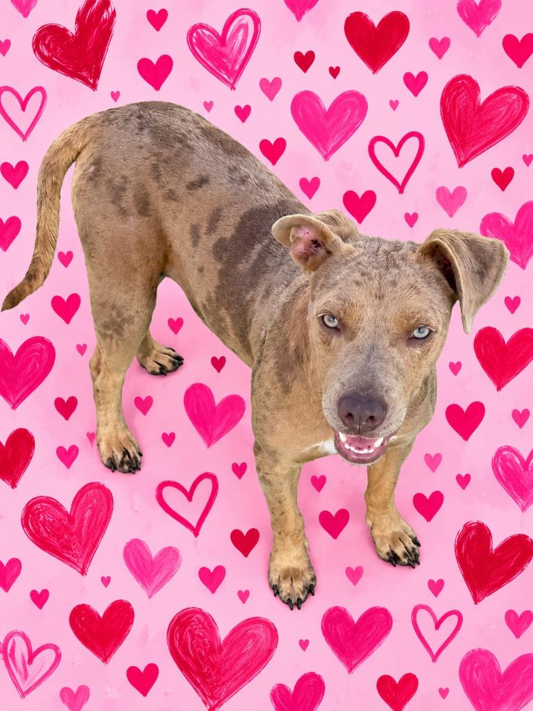 Bailey, Adoptable, Puppy Female Terrier.