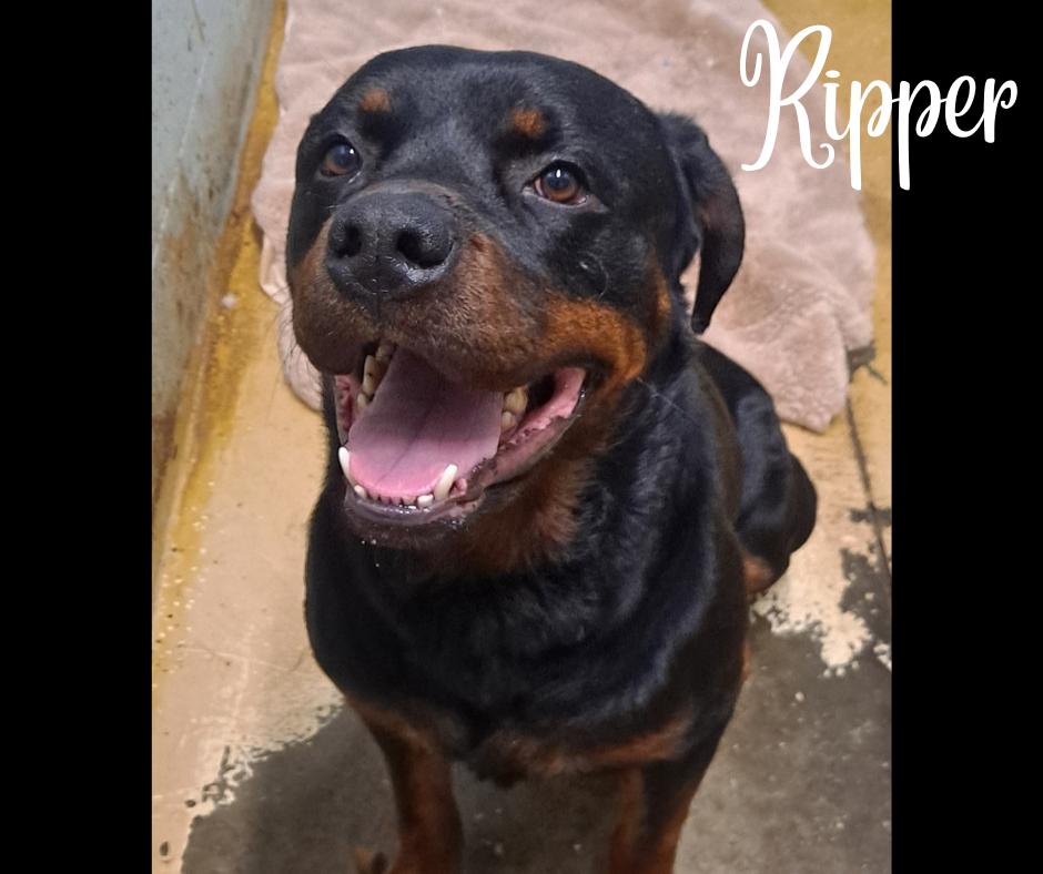 Dog for adoption - Ripper, a Rottweiler & German Shepherd Dog Mix in ...