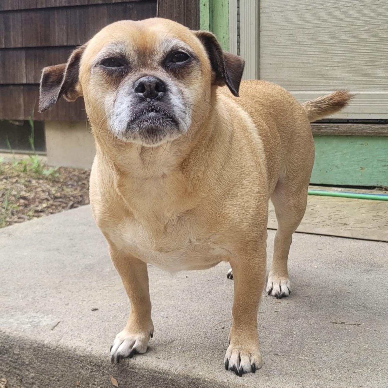Abby, ADOPTABLE, Adult Female Pug & Terrier.
