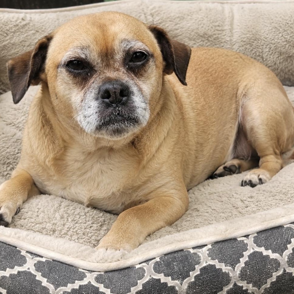 Abby, a ADOPTABLE mixed breed in Pelham, NH image 5/6