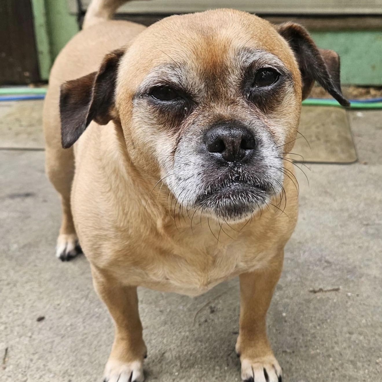 Abby, a ADOPTABLE mixed breed in Pelham, NH image 6/6