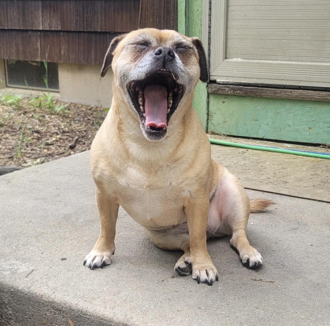 Abby, a ADOPTABLE mixed breed in Pelham, NH image 2/6