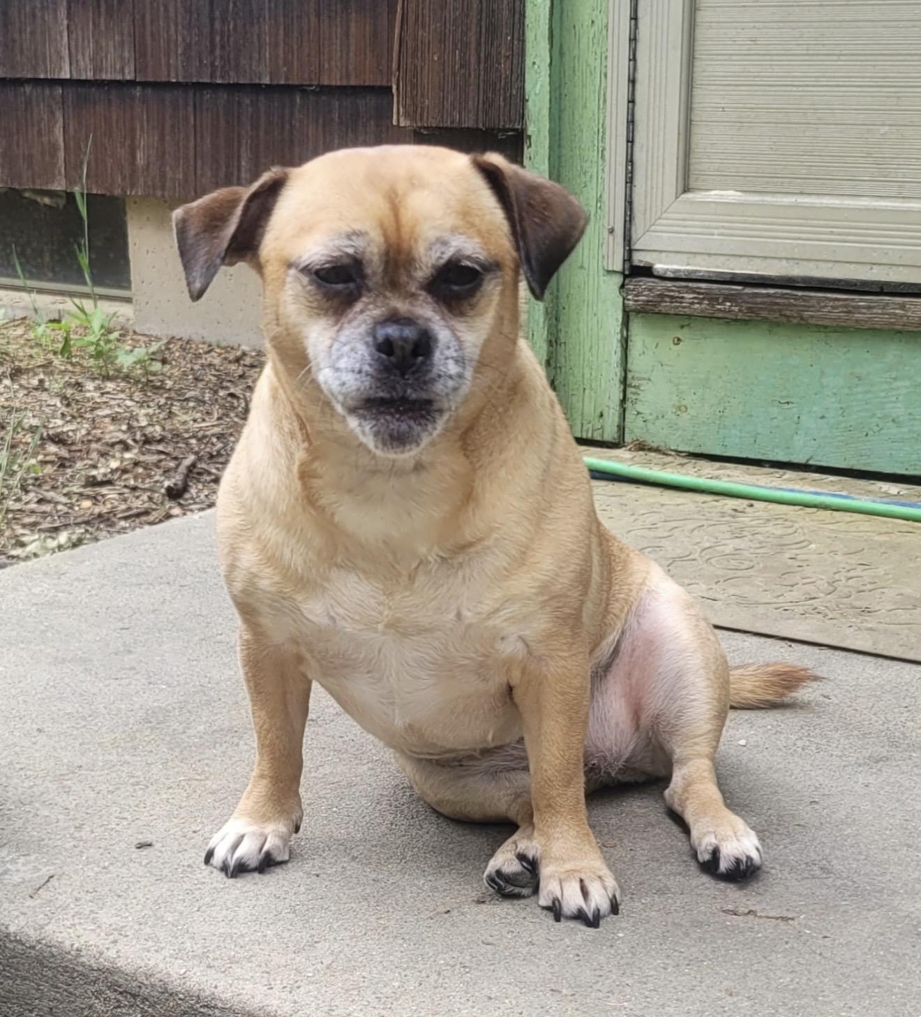 Abby, a ADOPTABLE mixed breed in Pelham, NH image 3/6