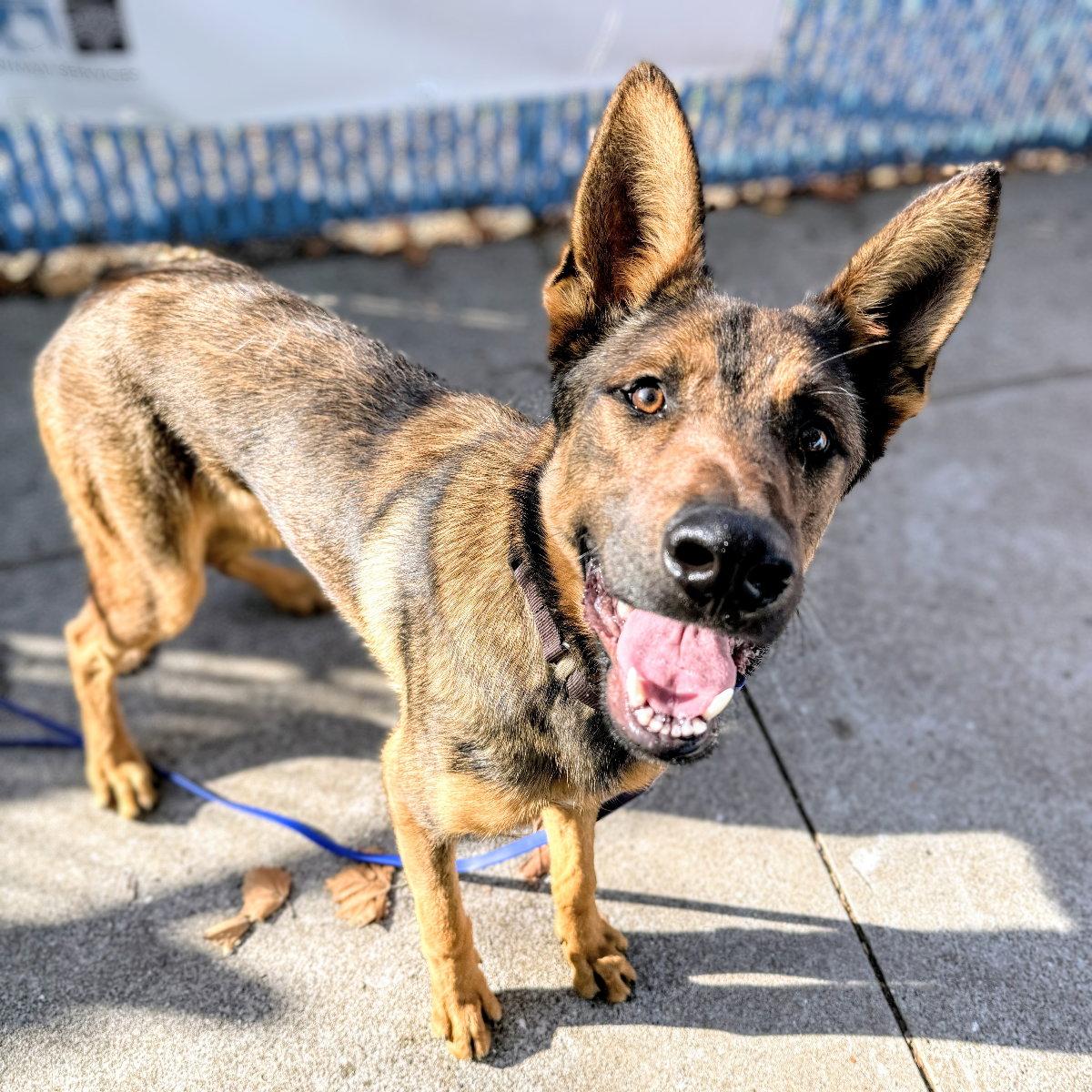 Zeke, Adoptable, Young Male Shepherd.