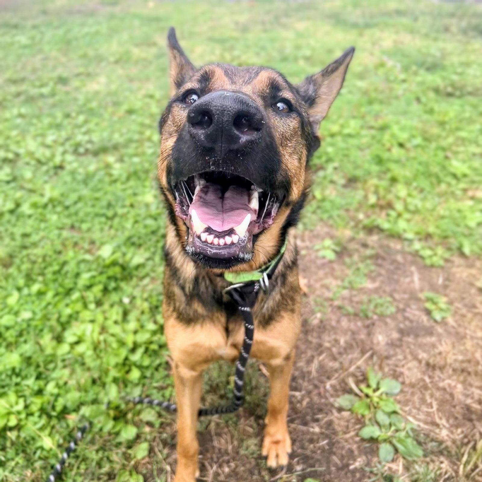 Enlarge Zeke, a Adoptable Shepherd in Oakland, CA image 2/3